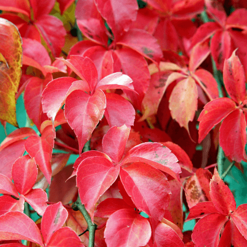 Vigne vierge vraie 'Engelmannii' - Parthenocissus quinquefolia 'Engelmannii' - FLEURANDIE