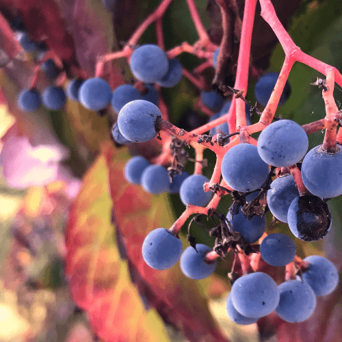 Vigne vierge vraie 'Engelmannii' - Parthenocissus quinquefolia 'Engelmannii' - FLEURANDIE