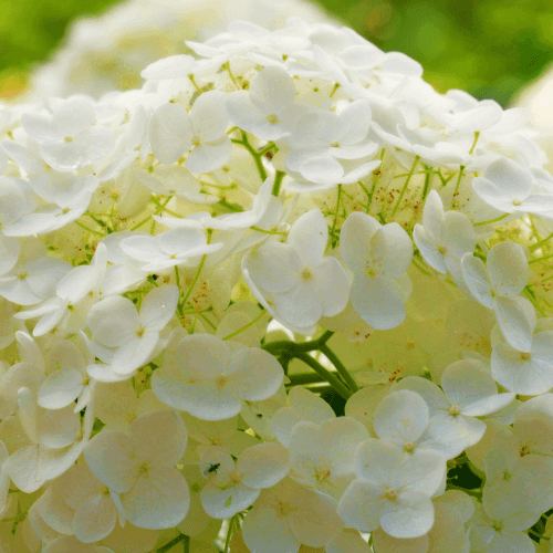 Viorne obier, Boule de neige 'Roseum' - Viburnum opulus 'Roseum' - FLEURANDIE