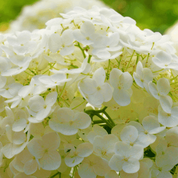 Viorne obier, Boule de neige 'Roseum' - Viburnum opulus 'Roseum'