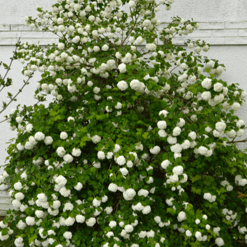 Viorne obier, Boule de neige 'Roseum' - Viburnum opulus 'Roseum' - FLEURANDIE