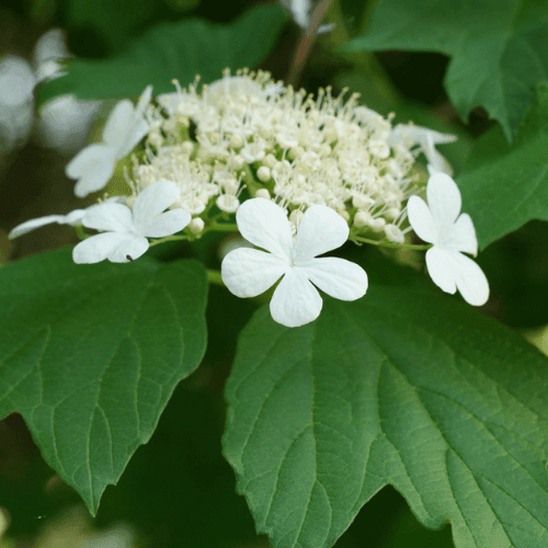 Viorne obier - Viburnum opulus - FLEURANDIE