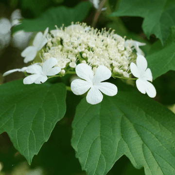 Viorne obier - Viburnum opulus