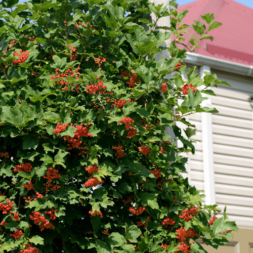 Viorne obier - Viburnum opulus - FLEURANDIE