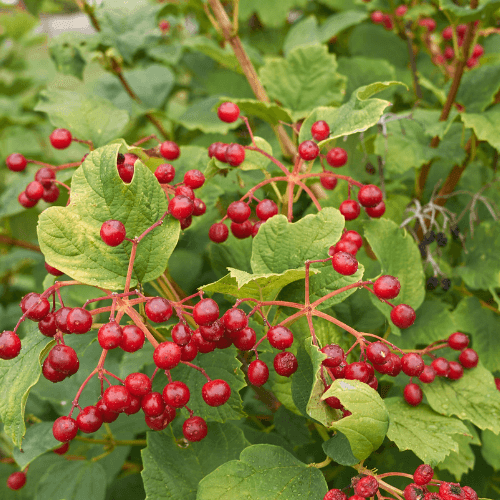 Viorne obier - Viburnum opulus - FLEURANDIE