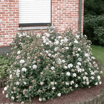 Viorne tin 'Eve Price', Laurier tin 'Eve Price' - Viburnum tinus 'Eve Price'