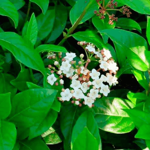 Viorne tin 'Eve Price', Laurier tin 'Eve Price' Viburnum tinus 'Eve