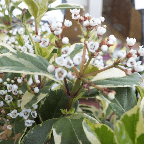 Viorne tin, Laurier tin 'Variegatum' - Viburnum tinus 'Variegatum' - FLEURANDIE