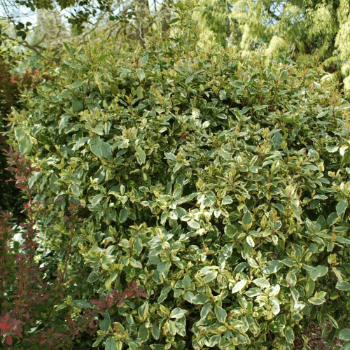 Viorne tin, Laurier tin 'Variegatum' - Viburnum tinus 'Variegatum' - FLEURANDIE