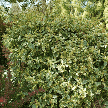 Viorne tin, Laurier tin 'Variegatum' - Viburnum tinus 'Variegatum'