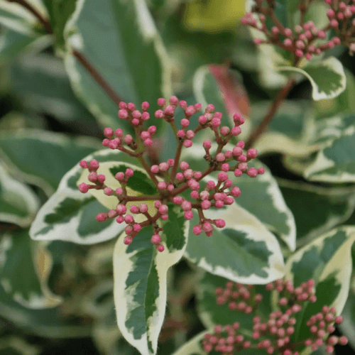 Viorne tin, Laurier tin 'Variegatum' - Viburnum tinus 'Variegatum' - FLEURANDIE