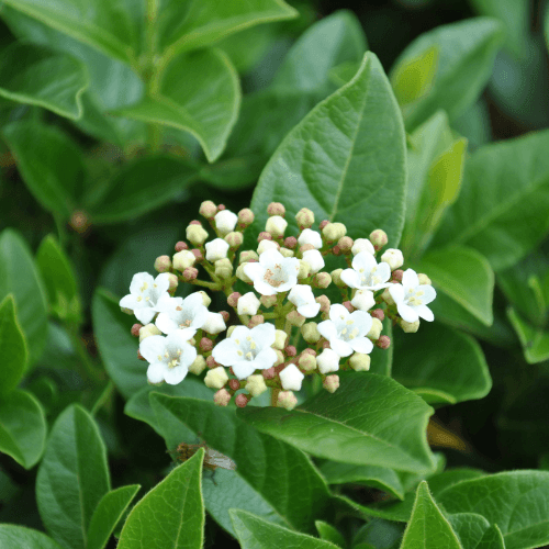 Viorne Tin, Laurier Tin - Viburnum tinus - FLEURANDIE