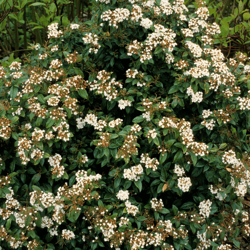 Viorne Tin, Laurier Tin - Viburnum tinus - FLEURANDIE