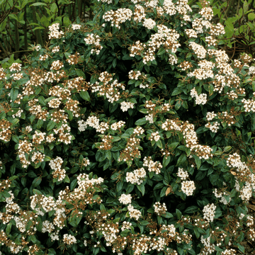 Viorne Tin, Laurier Tin - Viburnum tinus