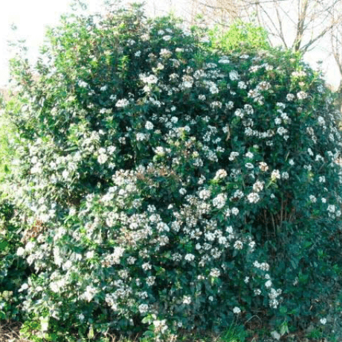 Viorne Tin, Laurier Tin - Viburnum tinus - FLEURANDIE