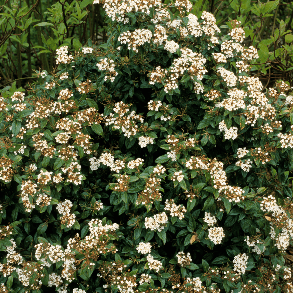 Viorne tin, laurier tin 'White Egret' - Viburnum tinus 'White Egret' - FLEURANDIE