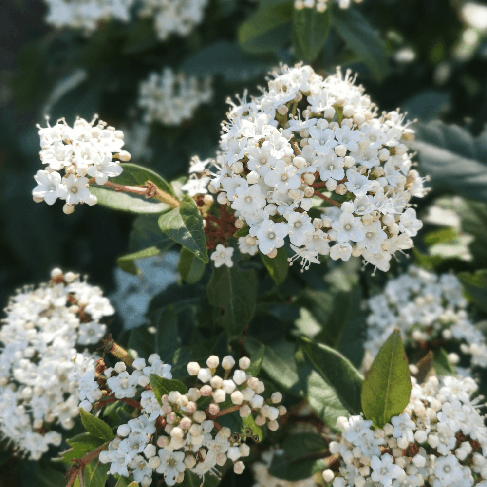 Viorne tin, laurier tin 'White Egret' - Viburnum tinus 'White Egret' - FLEURANDIE