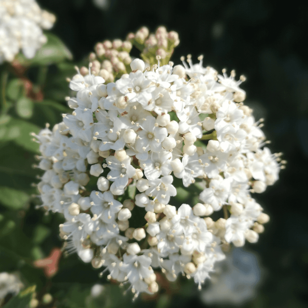 Viorne tin, laurier tin 'White Egret' - Viburnum tinus 'White Egret' - FLEURANDIE