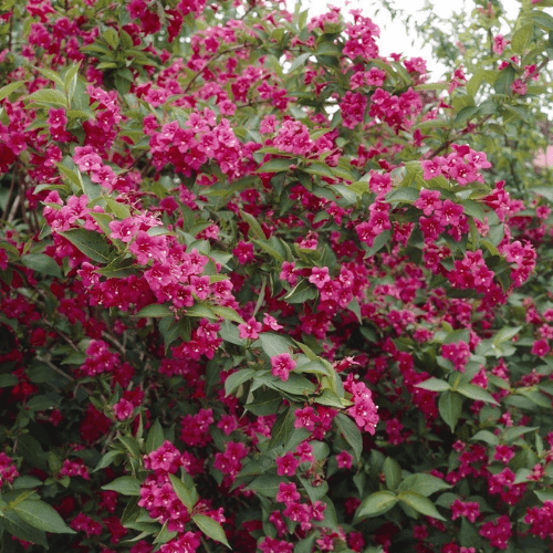 Weigela 'Bristol Ruby' - Weigela 'Bristol Ruby' - FLEURANDIE