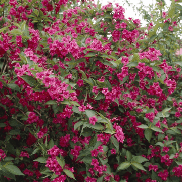 Weigela 'Bristol Ruby' - Weigela 'Bristol Ruby'