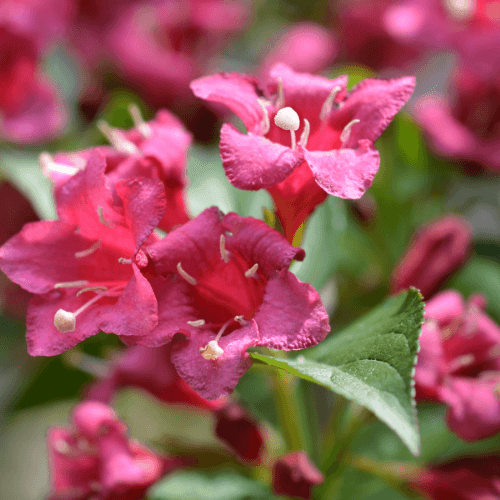 Weigela 'Bristol Ruby' - Weigela 'Bristol Ruby' - FLEURANDIE