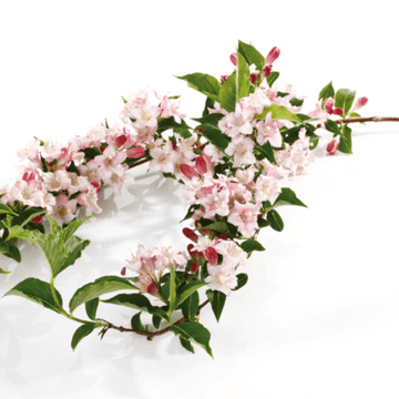 Weigela 'Carnaval'® - Weigela 'Carnaval'®