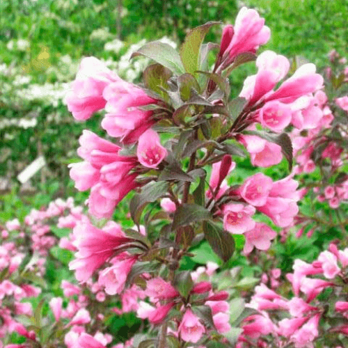 Weigela florida 'Nana Purpurea' - Weigela florida 'Nana Purpurea' - FLEURANDIE