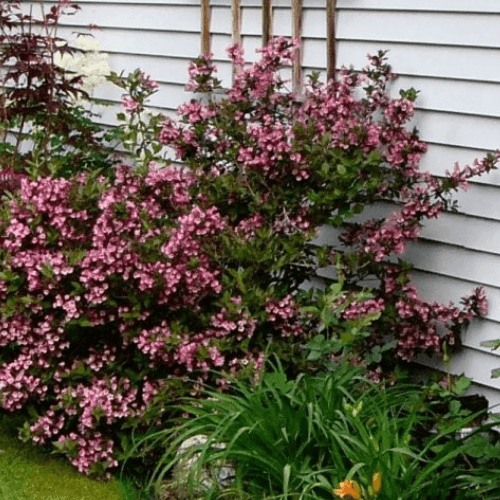 Weigela florida 'Nana Purpurea' - Weigela florida 'Nana Purpurea' - FLEURANDIE