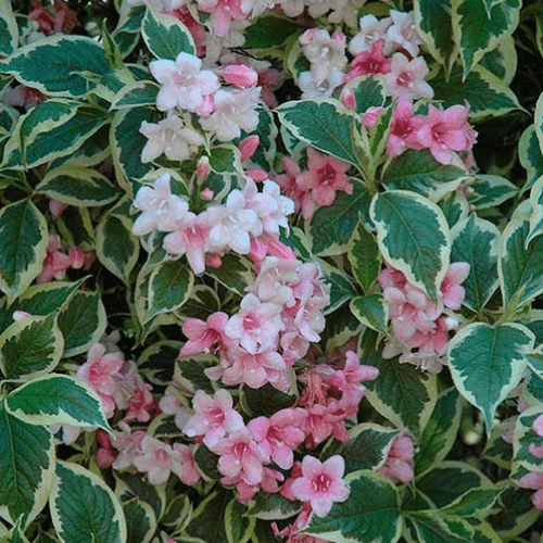 Weigela florida 'Nana Variegata' - Weigela florida 'Nana Variegata' - FLEURANDIE