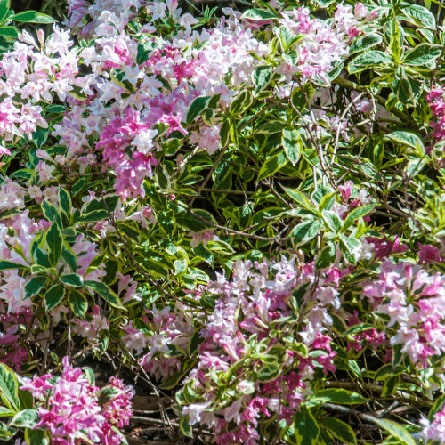 Weigela florida 'Nana Variegata' - Weigela florida 'Nana Variegata' - FLEURANDIE