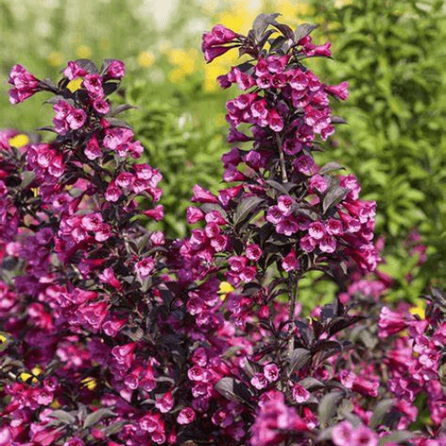 Weigelie 'Victoria' – Winterhart & Pflegeleicht, Purpurrosa Blüten, 15–20 Cm