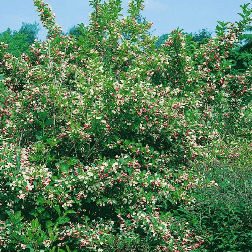 Weigela 'Marjorie' - Weigela florida 'Marjorie' - FLEURANDIE