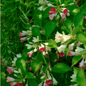 Weigela 'Marjorie' - Weigela florida 'Marjorie' - FLEURANDIE
