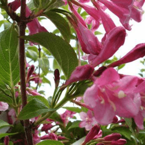 Weigela 'Stelzneri' - Weigela 'Stelzneri' - FLEURANDIE