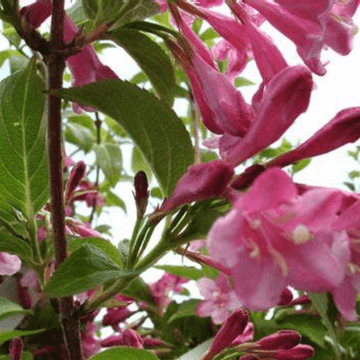 Weigela 'Stelzneri' - Weigela 'Stelzneri'