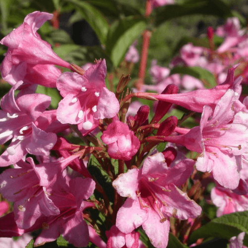 Weigela 'Stelzneri' - Weigela 'Stelzneri' - FLEURANDIE