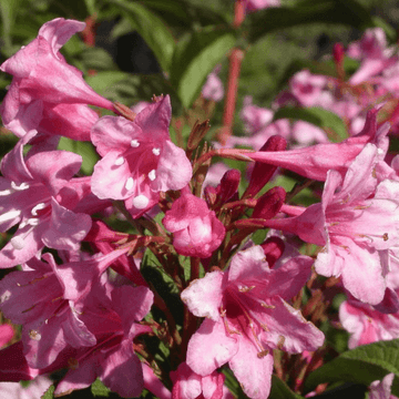 Weigela 'Stelzneri' - Weigela 'Stelzneri'