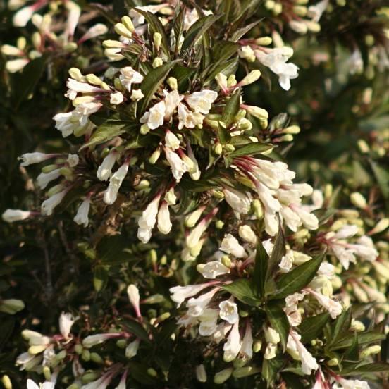 Weigela x Black and White® 'Courtacad1' - FLEURANDIE