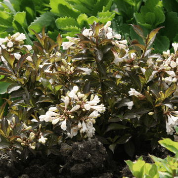 Weigela x Black and White 'Courtacad1' - Weigela hybrida 'Courtacad1'.