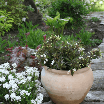 Weigela x Black and White 'Courtacad1' - Weigela hybrida 'Courtacad1'.