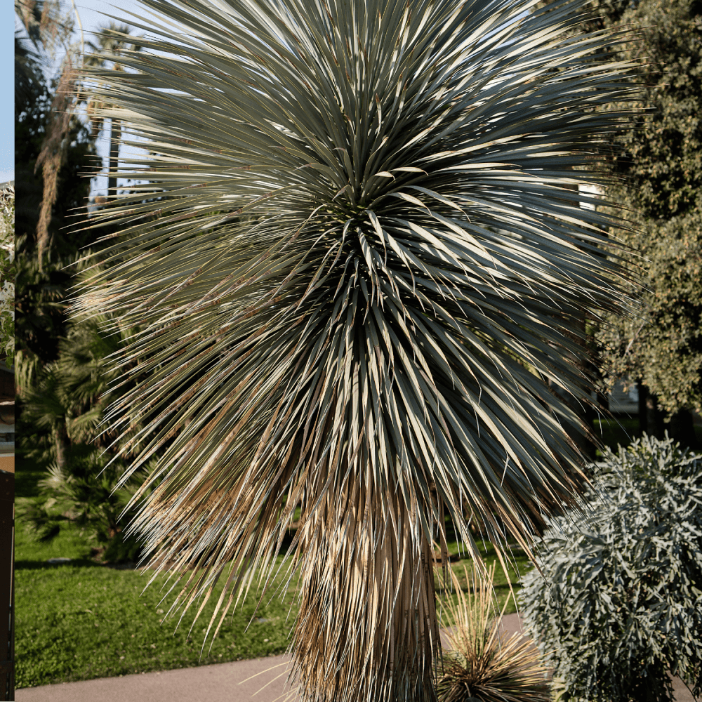 Yucca Rostrata - Yucca Rostrata - FLEURANDIE