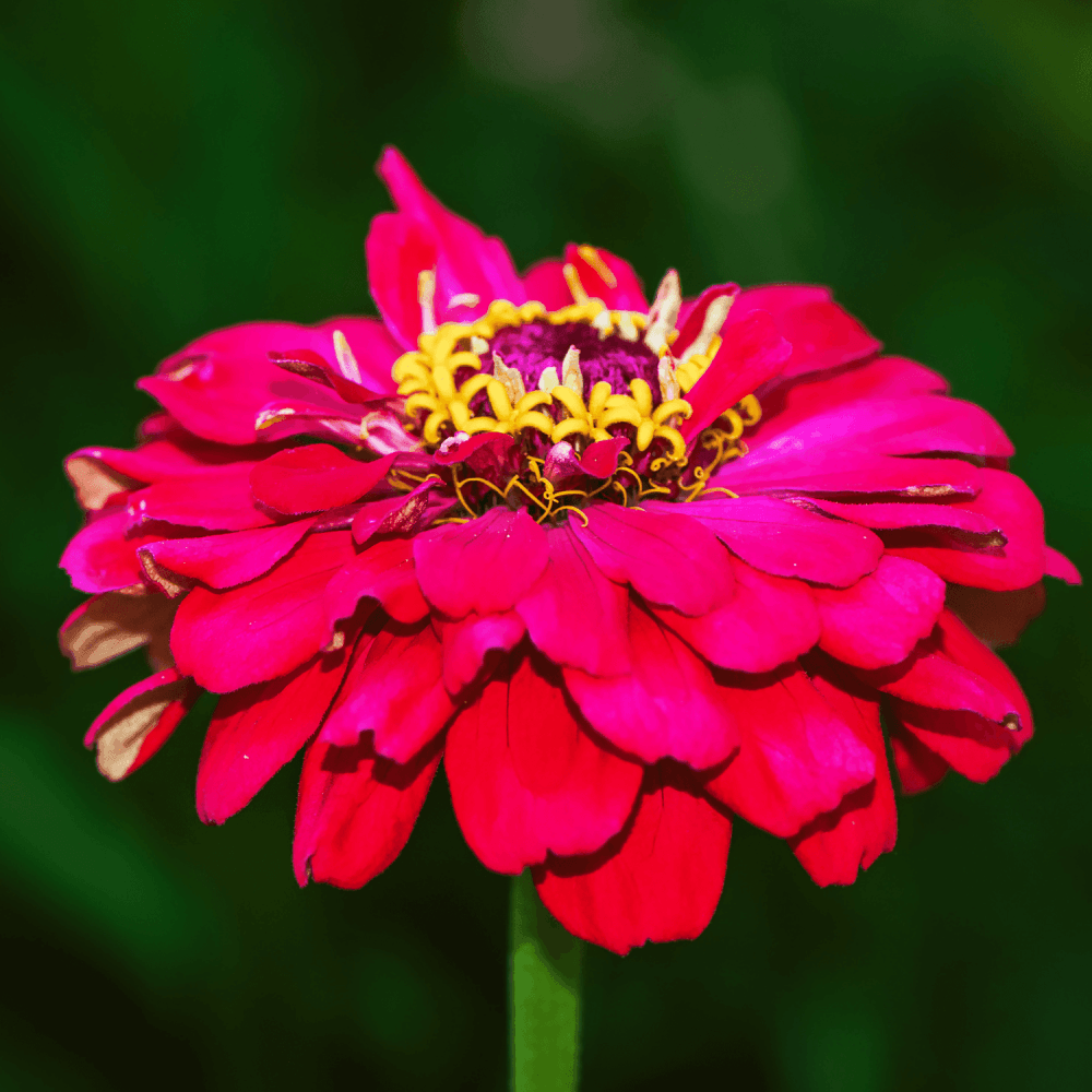 Zinnia - FLEURANDIE