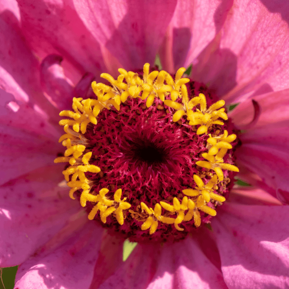 Zinnia - FLEURANDIE